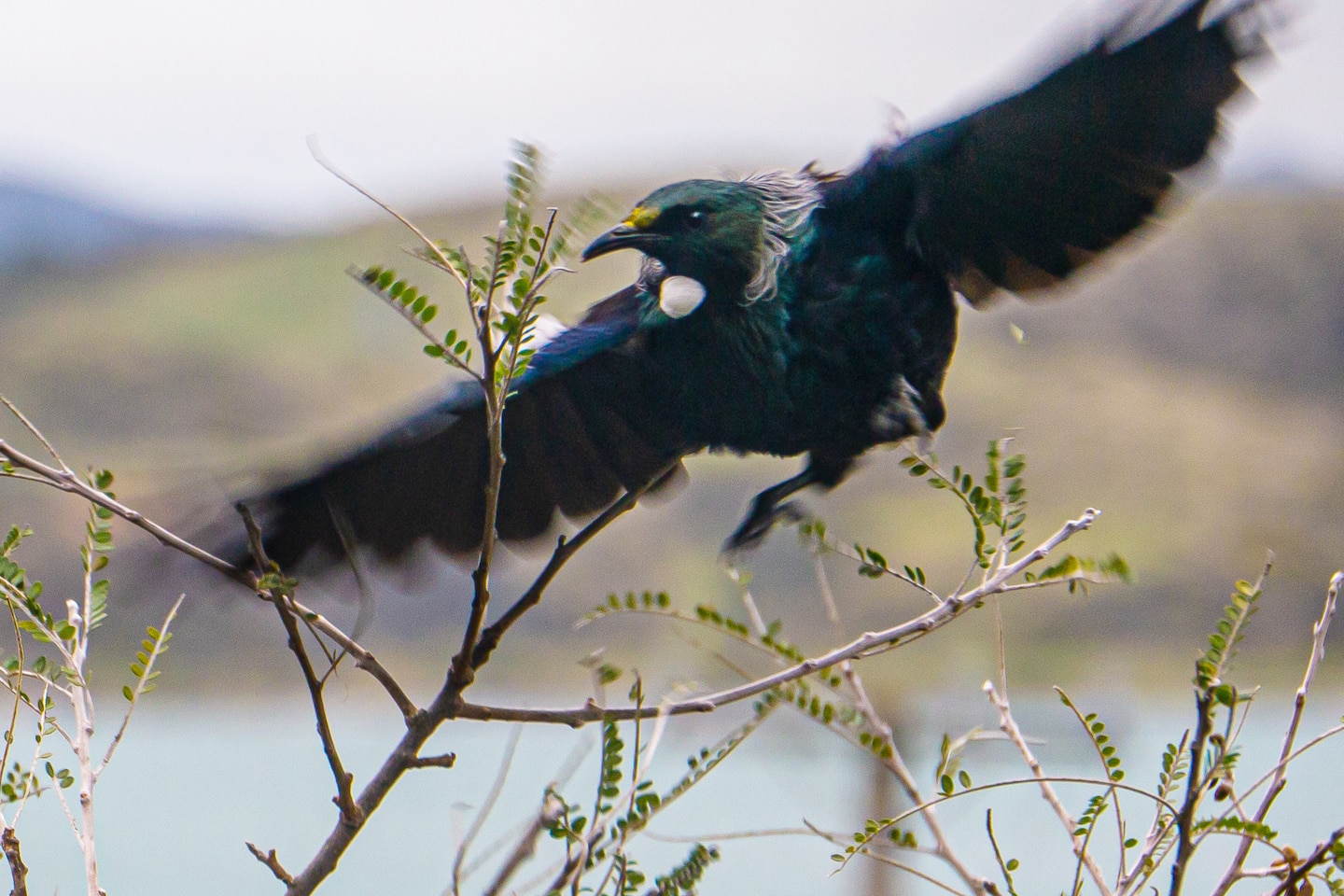 Punga Hideaway, Plimmerton. 2