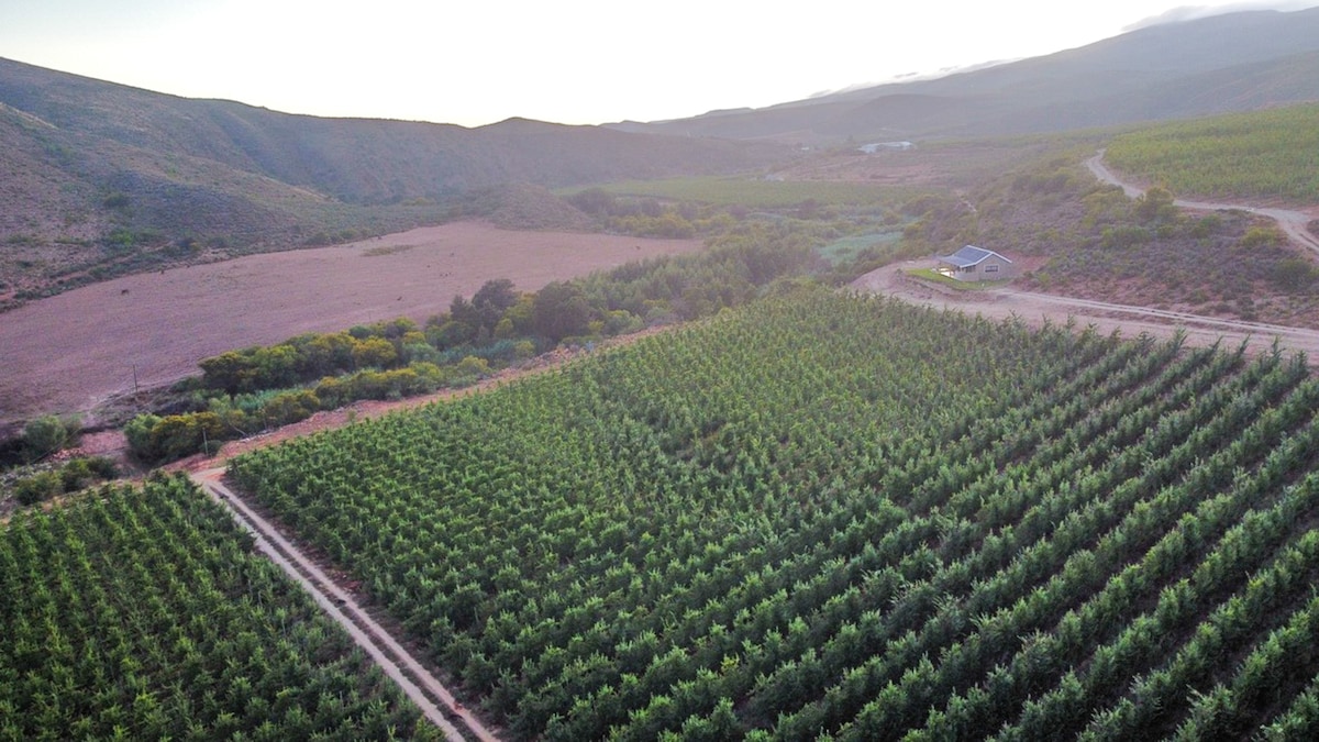An aerial view captures the expansive layout of lush plum orchards, bordered by rolling hills and mountains. A meandering dirt path winds through the greenery, leading to a distant cabin surrounded by open fields and fruit trees under soft natural light.