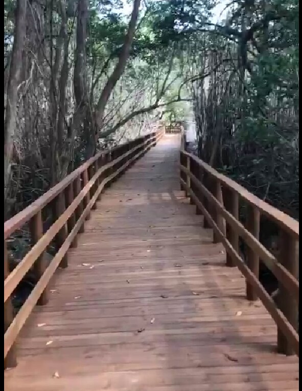 A wooden walkway is seen meandering through a lush mangrove environment, with tall trees lining both sides. The pathway is constructed from natural wood, featuring sturdy railings that offer safety as guests approach the beach. Sunlight filters softly through the foliage above.