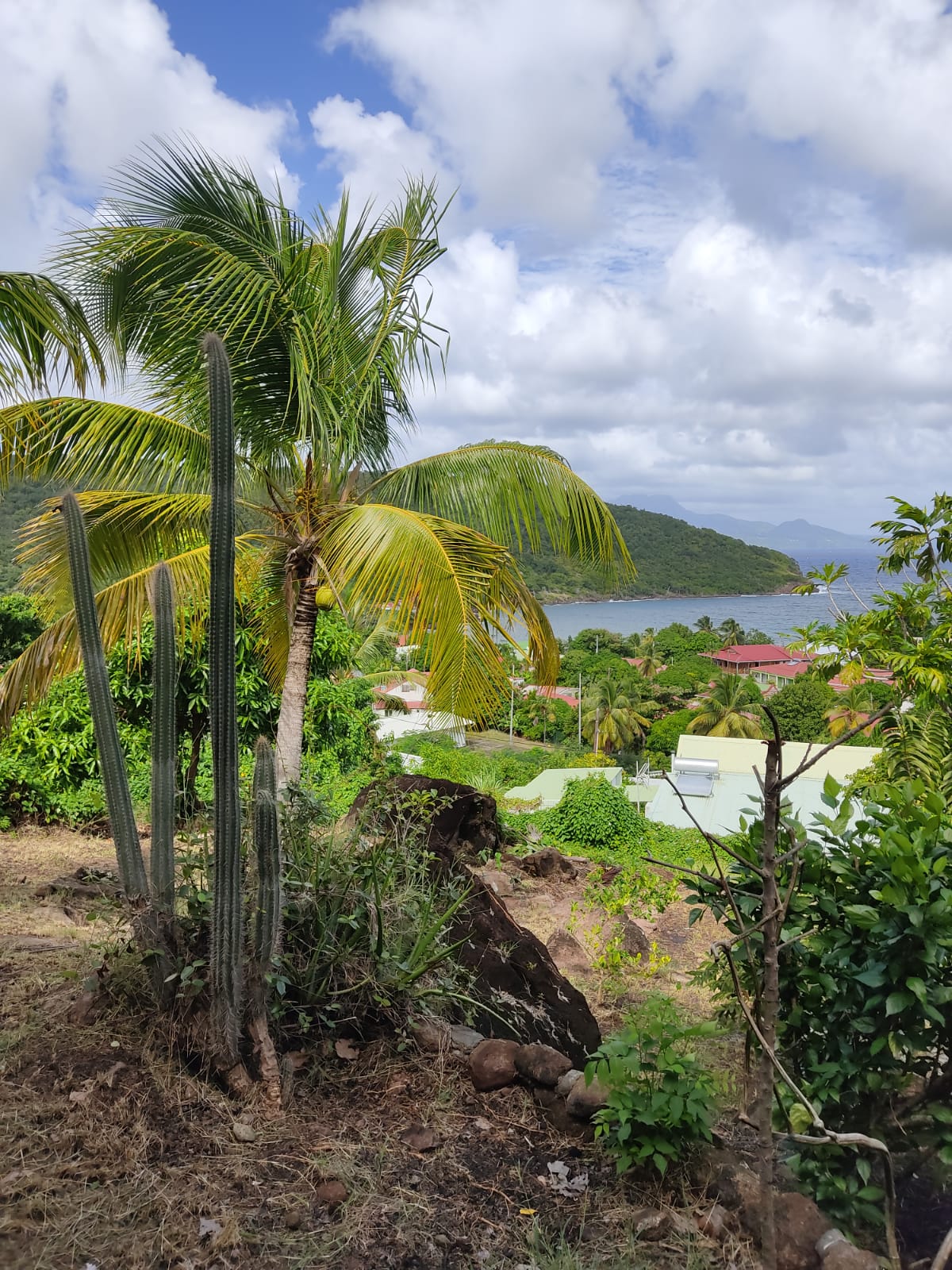 A scenic view is presented, featuring a tropical landscape with palm trees and cacti. The foreground includes lush greenery, while the background reveals rolling hills and the coastline. Cloudy skies create a naturally lit ambiance, enhancing the overall outdoor experience.