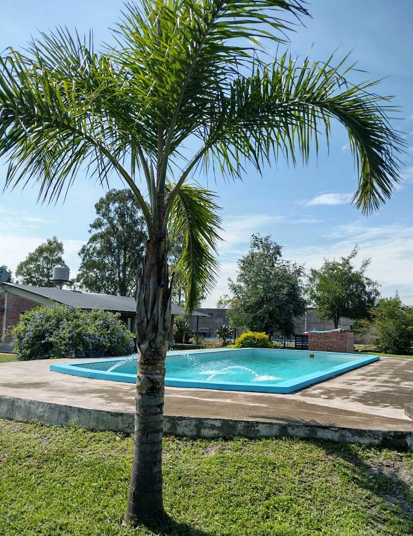 A clear blue swimming pool is surrounded by a neatly paved area and lush greenery. A palm tree stands nearby, providing a touch of tropical charm. The setting showcases a serene atmosphere with several trees and landscaped gardens visible in the background.