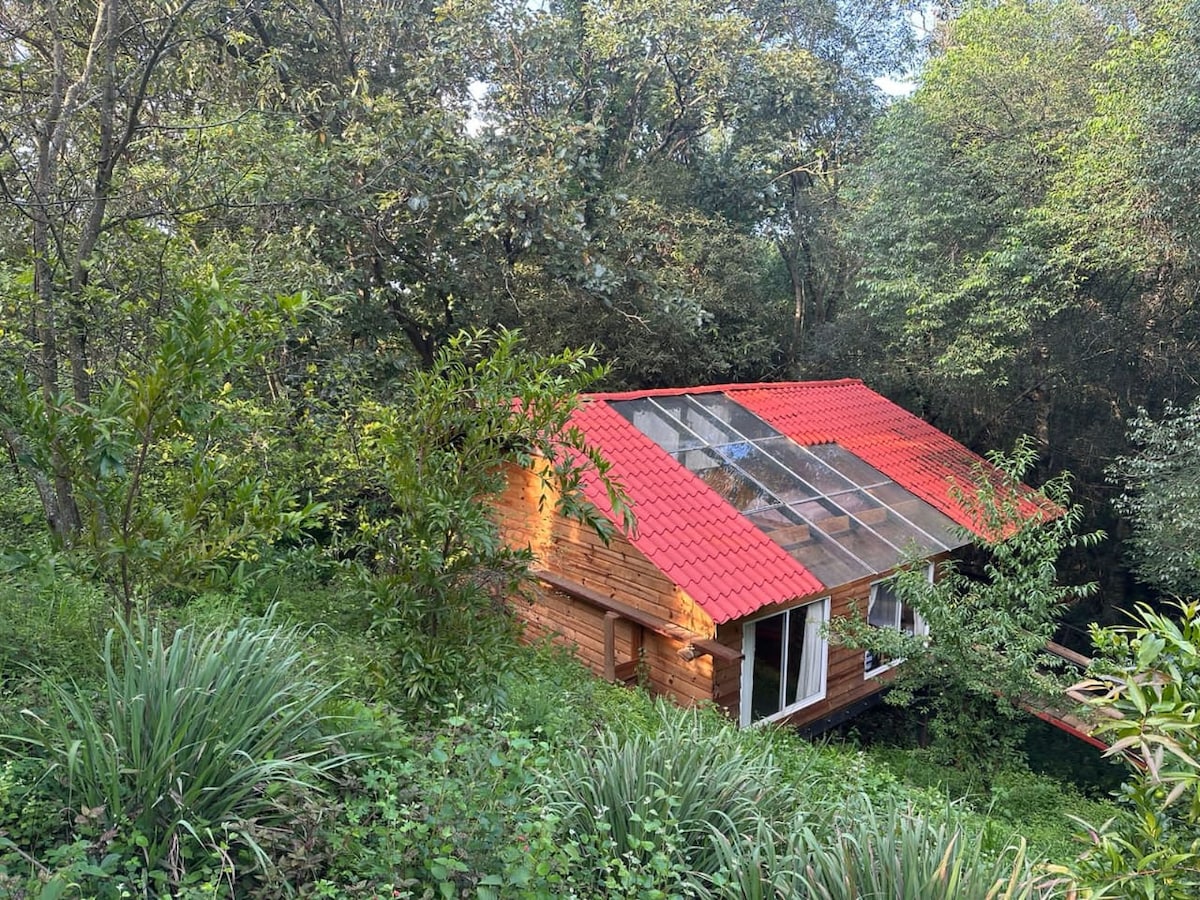 A rustic cabin is nestled among lush greenery, showcasing a bright red roof and large windows. Surrounded by tall trees and vibrant plants, the cabin blends harmoniously into the natural landscape.