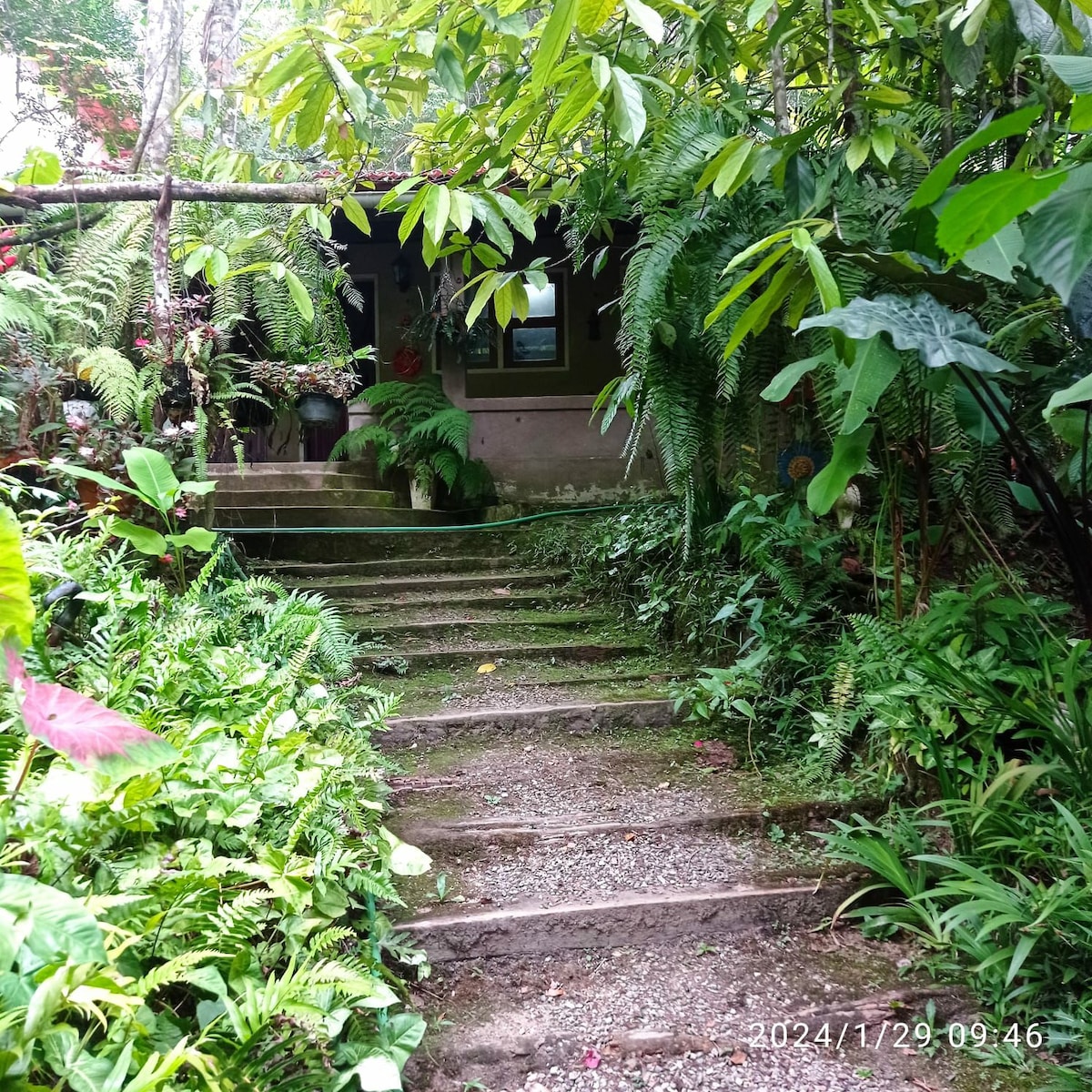 A stone walkway leads through lush greenery, bordered by various plants and ferns. The path rises to a doorway framed by vibrant foliage, inviting exploration into the accommodation beyond. Natural light filters through the leaves, creating a serene and inviting entrance.