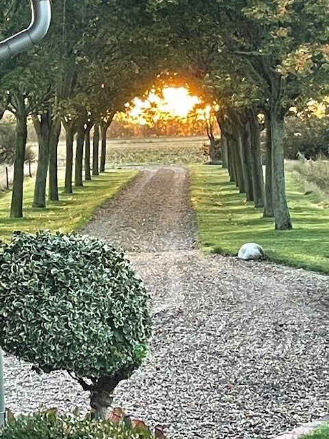 A gravel pathway is lined with evenly spaced trees, leading towards a warm sunset in the distance. Lush greenery flanks the path, and a neatly trimmed bush adds a touch of shape to the landscape, creating a serene outdoor entrance.