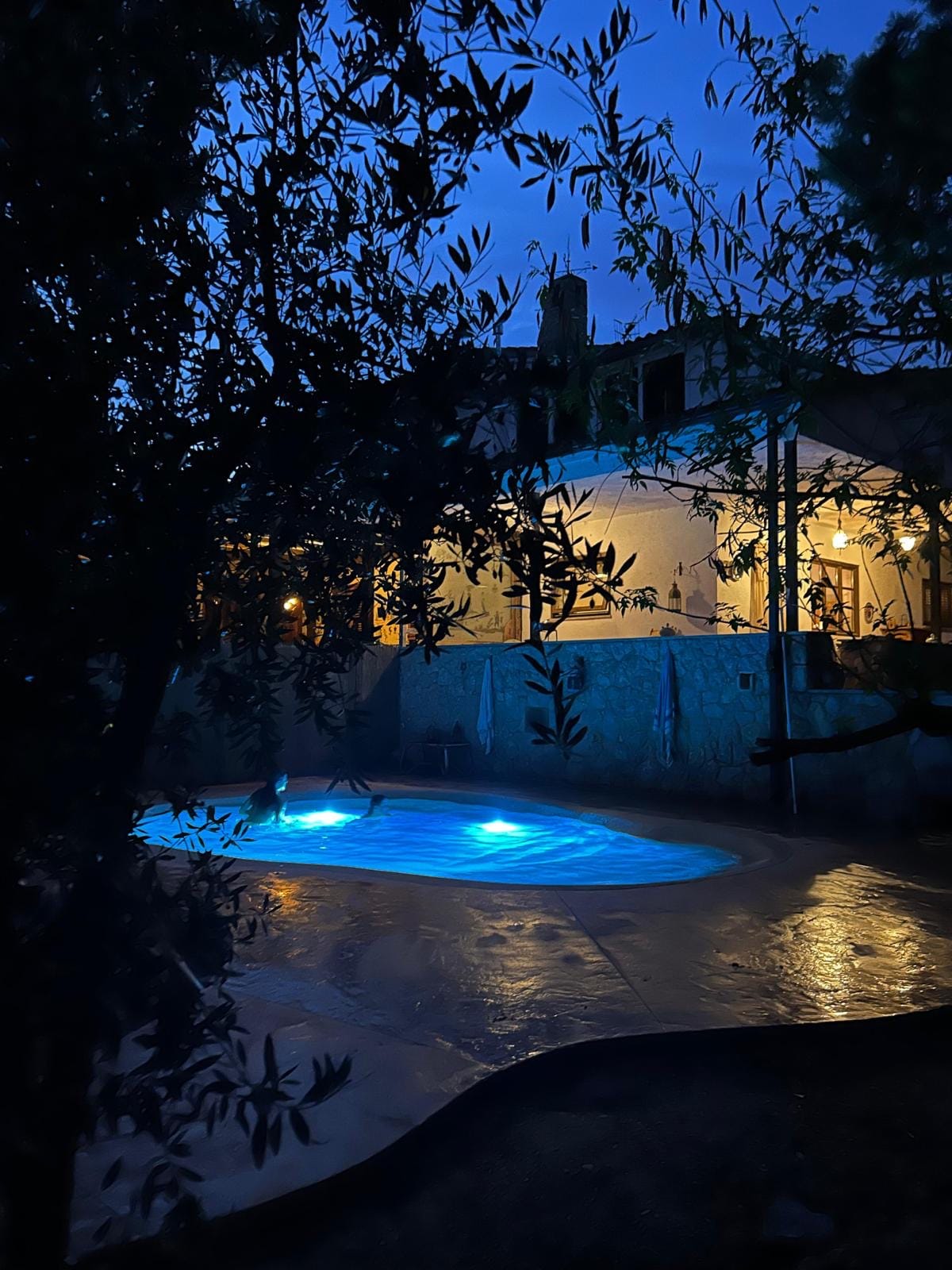 A biodesign pool is softly illuminated by blue lights, surrounded by trees creating natural shadows. The house can be seen in the background, its warm lights reflecting off the evening sky, enhancing a tranquil outdoor setting.