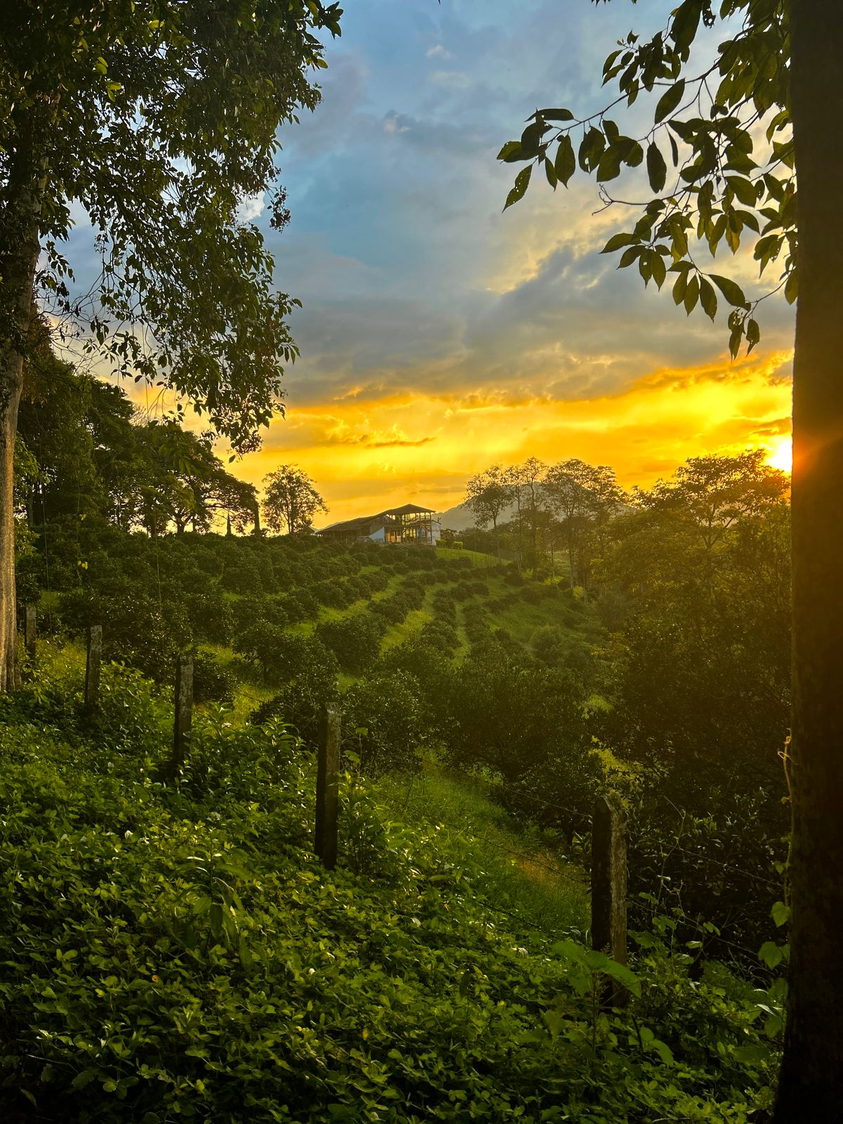 A vibrant sunset casts golden hues over a lush citrus plantation, framed by trees and greenery. Rolling rows of trees create a serene landscape, while a distant building can be seen nestled among the hills, contributing to the tranquil farm atmosphere.