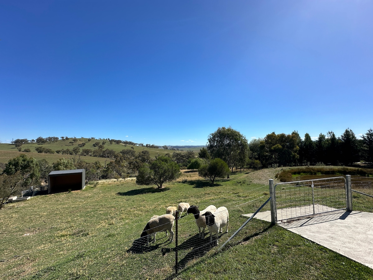 A serene rural landscape is depicted, featuring a grassy area with a few sheep grazing. A wooden shed is visible in the distance, surrounded by trees. The clear blue sky provides a vibrant backdrop to the peaceful scenery, enhancing the rural charm.