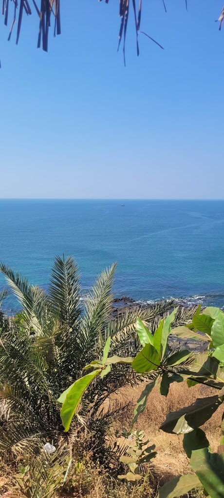 A panoramic view of the serene ocean is captured, showcasing a clear blue sky above calm waters. Lush green palms and vibrant plants frame the foreground, highlighting the natural beauty of the coastal landscape. The rocky shore is visible in the distance, adding to the tranquil scene.