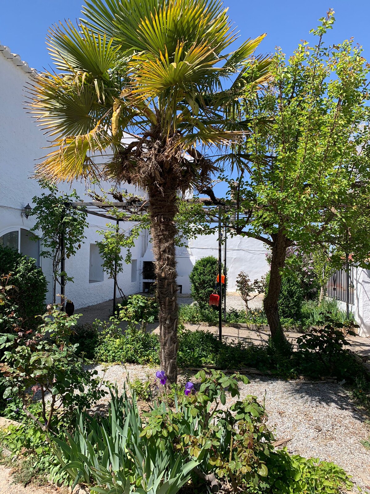 A garden area is presented, featuring a tall palm tree surrounded by a variety of greenery, including flowering plants and fruit trees. Pathways of gravel meander through the space, leading to areas of shaded vegetation and focal points of color from blooming flowers.