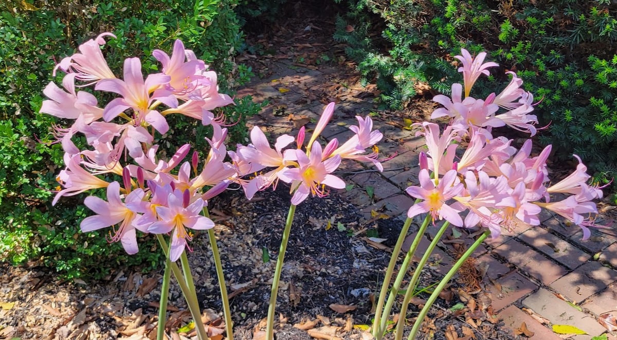 Pinetown Bridge Bnb - Magnolia Room King Bed - Bed and breakfasts for Rent  in Manheim Township, Pennsylvania, United States - Airbnb