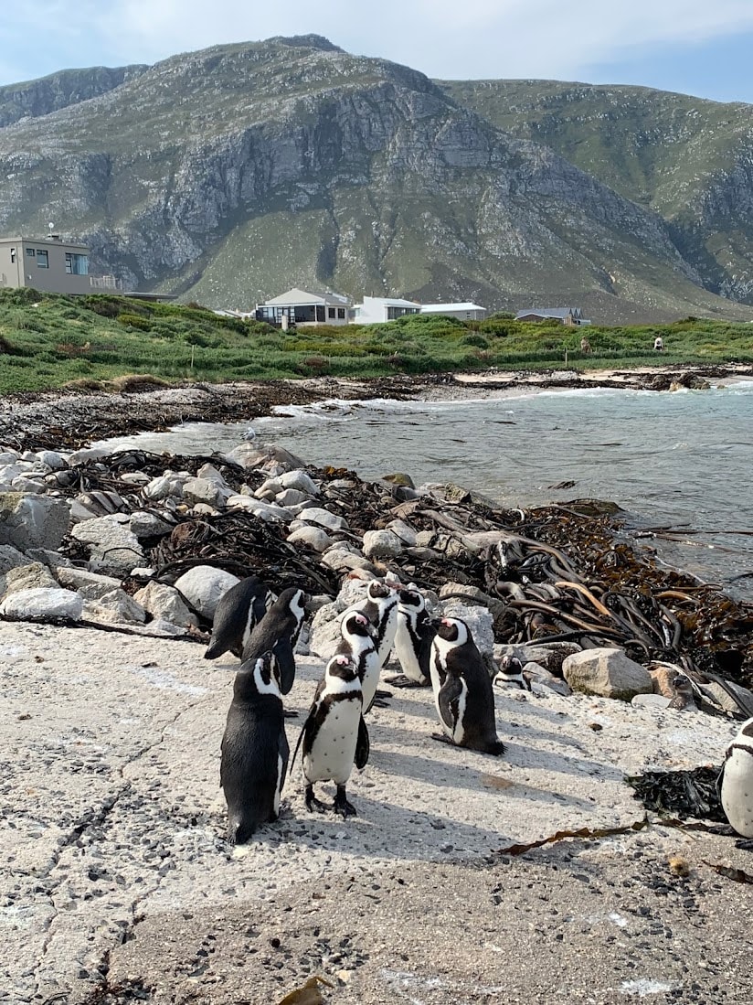 A group of several penguins is seen standing on a rocky shoreline, near the water's edge. Background features a rugged mountainous landscape, with buildings nestled among greenery. The scene conveys a natural coastal environment with gentle waves lapping at the rocks.