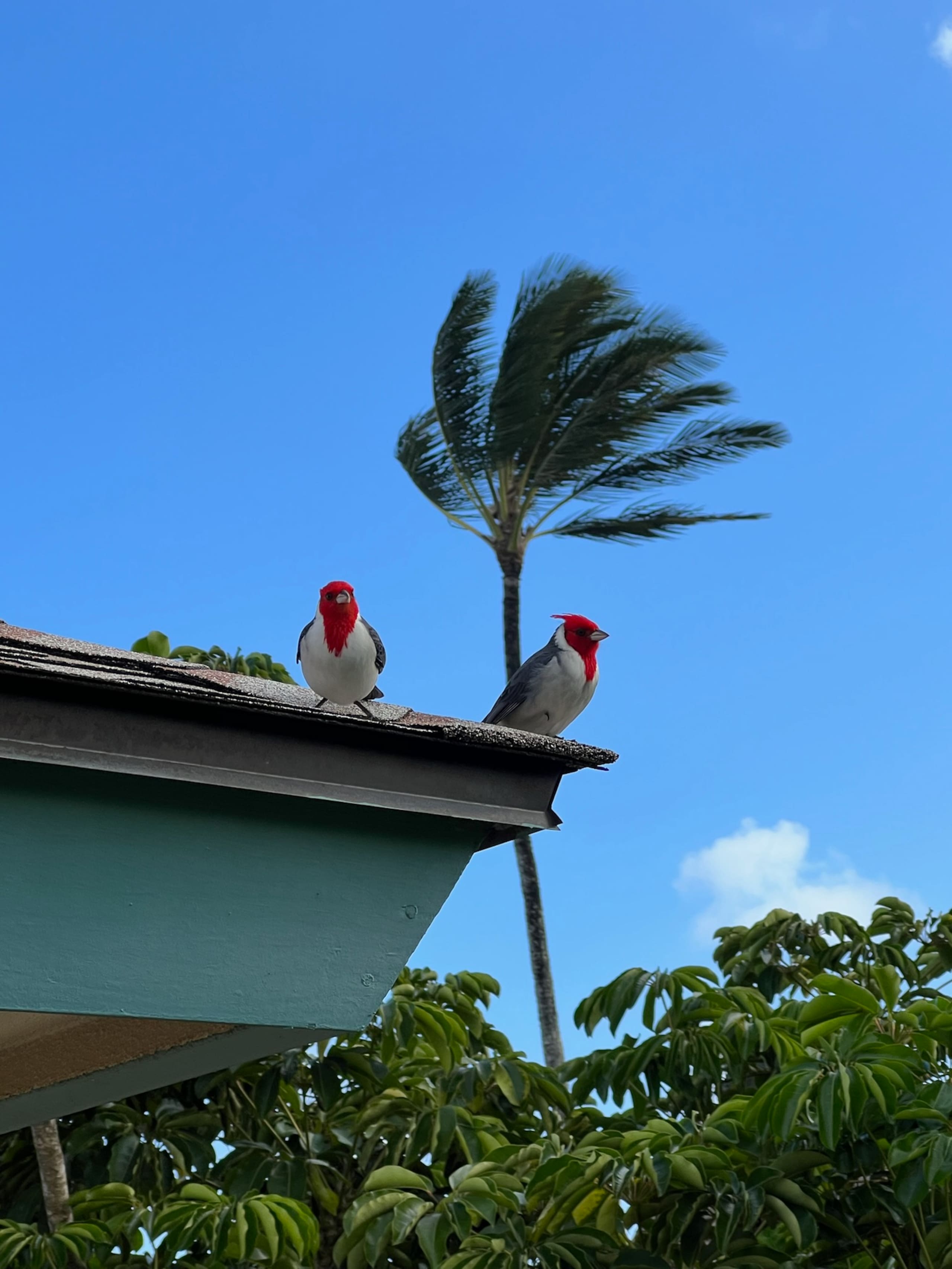 Home in Princeville · ★4.91 · 3 bedrooms · 3 beds · 2.5 baths - Image 41