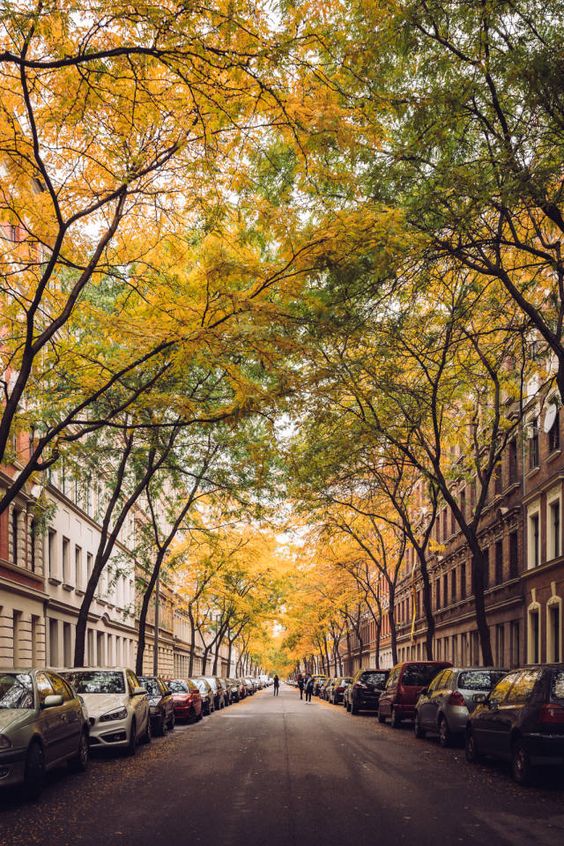 A tree-lined street is presented, with vibrant yellow leaves complementing the autumn scenery. Cars are parked along both sides of the roadway, which leads to a distant view of buildings in soft tones. The atmosphere is calm, inviting leisurely strolls and exploration.