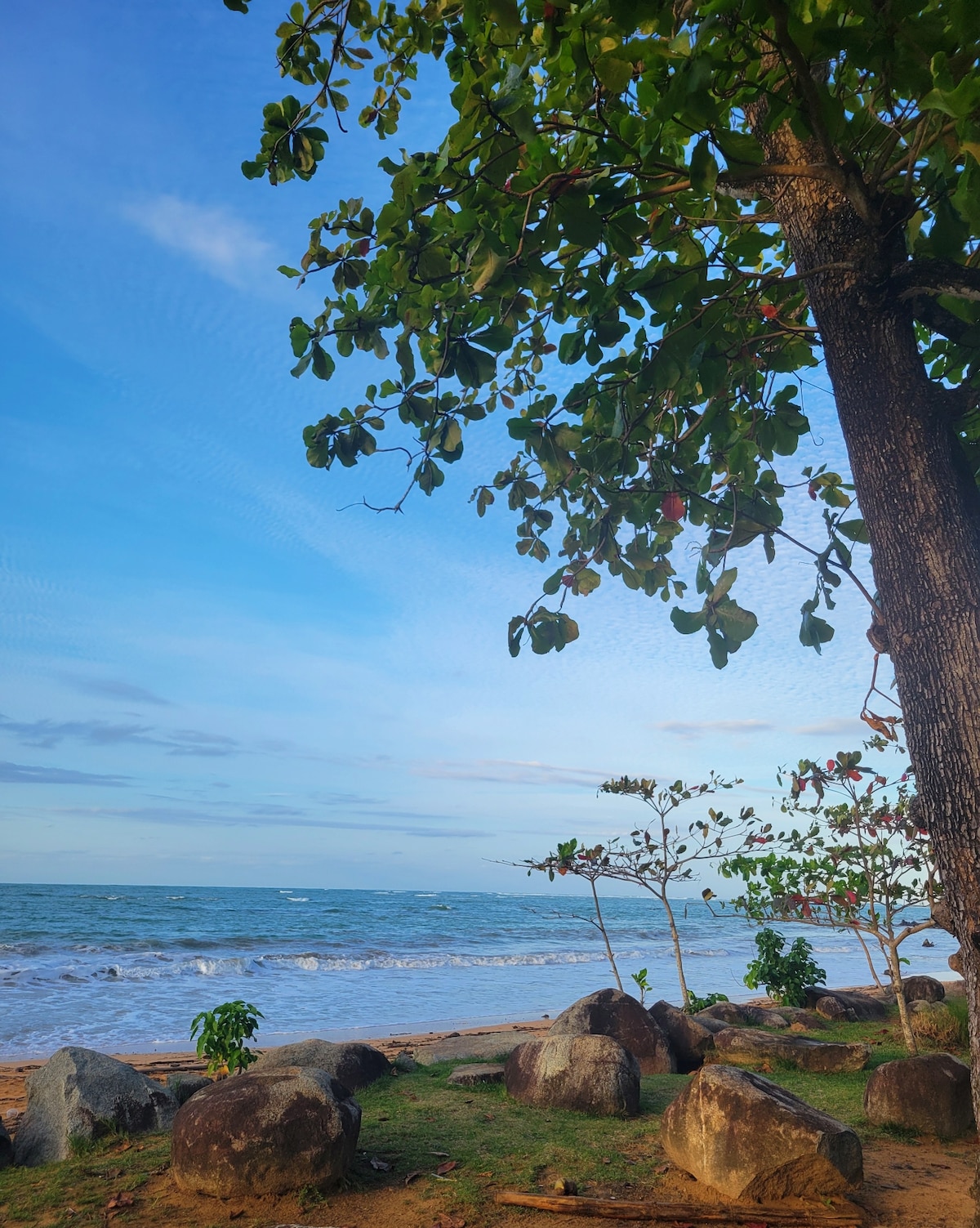 A serene beach scene features gentle waves lapping against the shore. Lush greenery and rocks are visible in the foreground, while a tree provides shade. The sky is filled with soft clouds, creating a peaceful atmosphere by the water's edge.