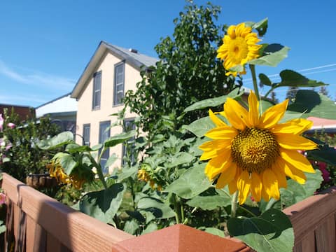 The Downtown House