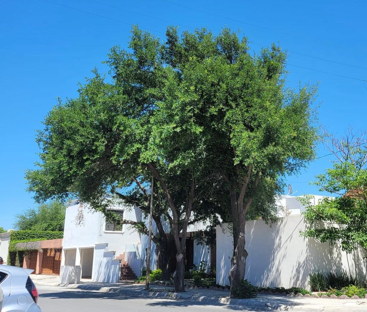 The exterior of the property is showcased, featuring a white structure embraced by lush green trees. The well-maintained landscape offers shade, creating an inviting atmosphere. The clear blue sky provides a bright backdrop, highlighting the building's clean lines and welcoming entrance.