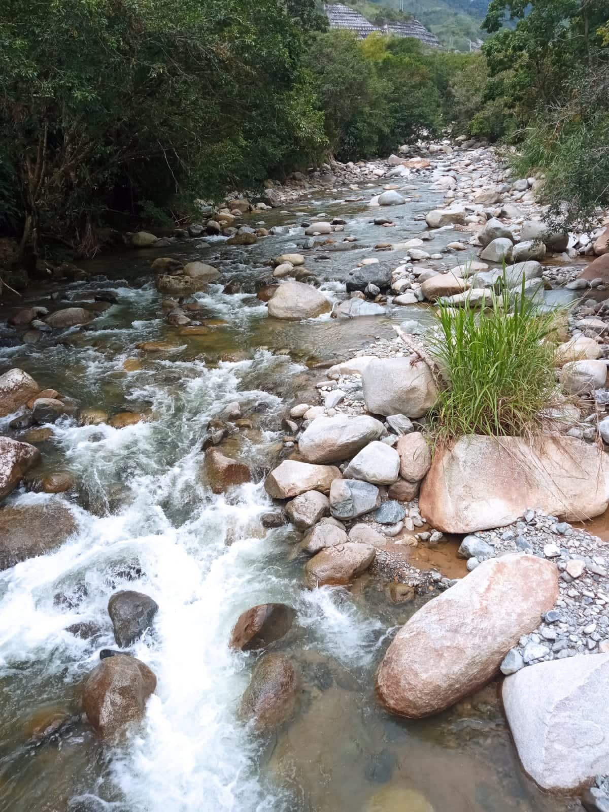 A natural river flows gently over stones of various sizes, surrounded by lush greenery. The clear water showcases a mix of gentle ripples and small cascades, while smooth rocks line the riverbed, creating a tranquil and serene atmosphere.
