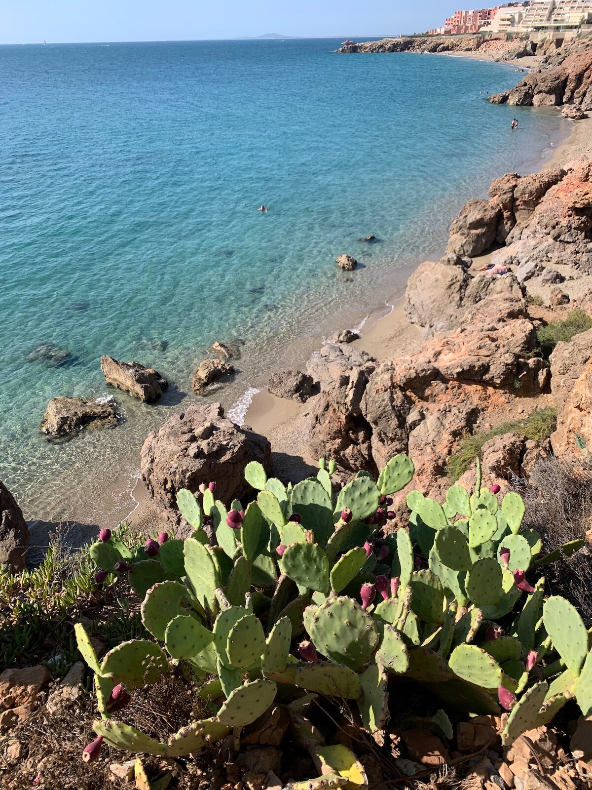 The image depicts a rocky coastline where clear blue waters gently meet the sandy shore. Prickly pear cacti with vibrant purple fruit are prominently featured in the foreground, while distant cliffs and buildings line the horizon under a clear sky.