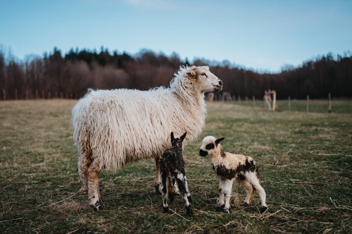 A woolly sheep stands in a grassy field alongside two playful lambs. The landscape features sparse trees in the background, and the sky displays soft blue tones. The lambs exhibit distinctive markings, contributing to the charming rural setting.
