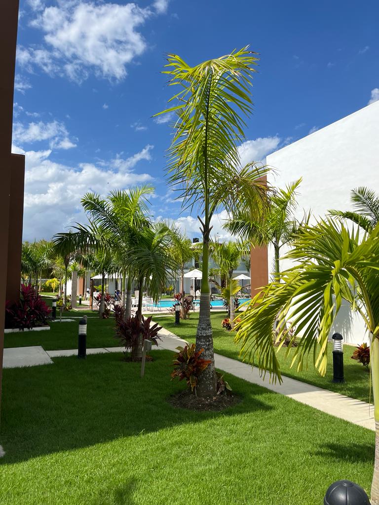 A lush green pathway is lined with palm trees and colorful tropical plants, leading toward a sparkling pool area. Buildings in neutral tones frame the scene, while blue skies with scattered clouds create a bright atmosphere above.