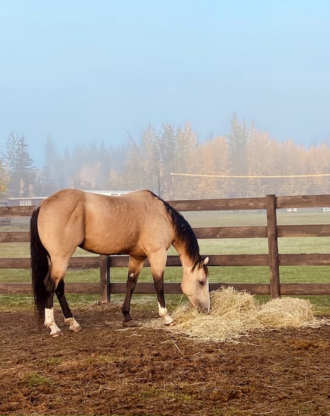 Alaskan Stable View Cottage #B: Spruce’s Rest