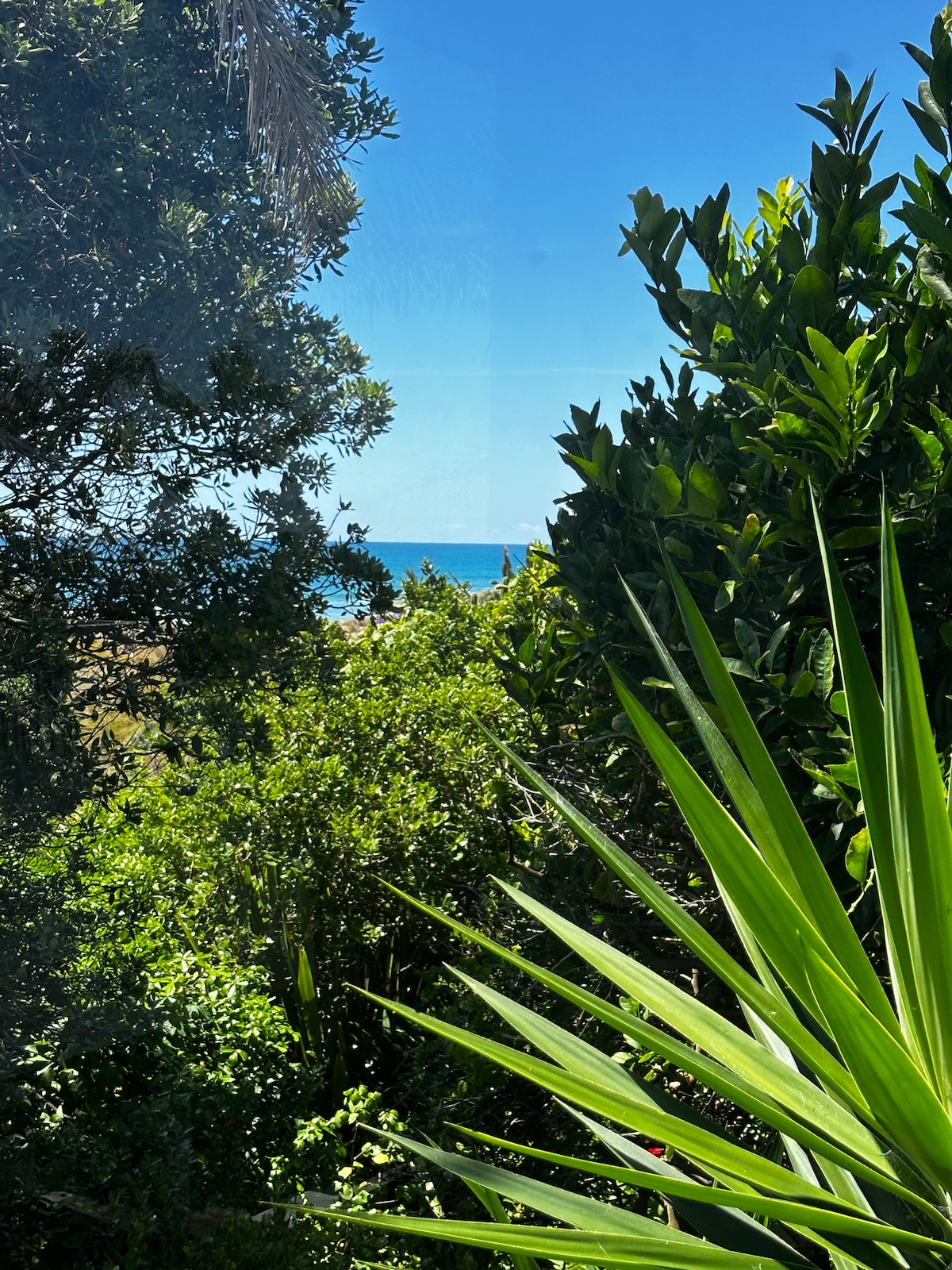 A view framed by lush greenery showcases the blue ocean in the distance. Vivid green plants and palm leaves create a natural border, offering a sense of privacy while highlighting the proximity to the beach.