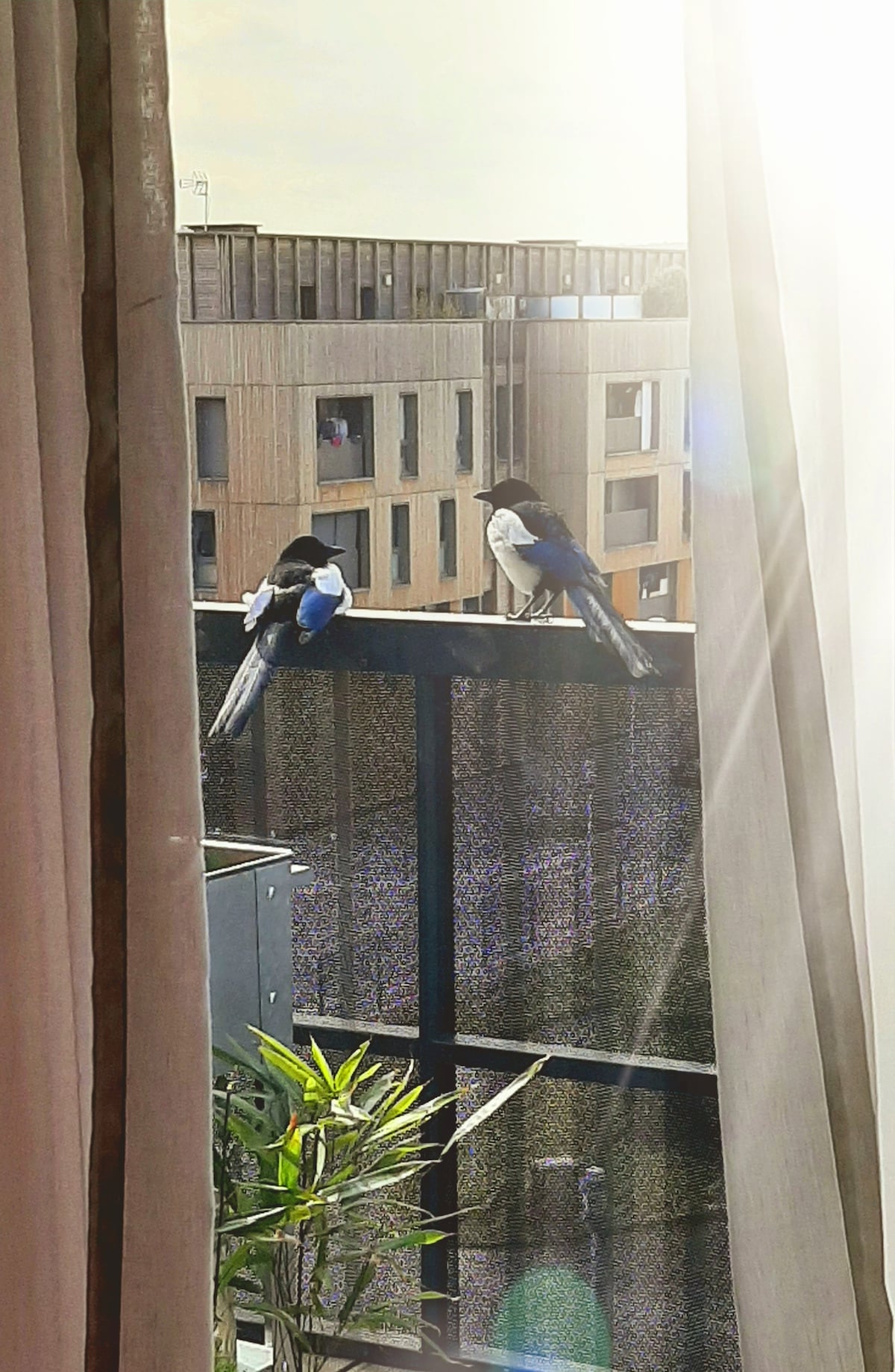 Two birds are perched on a balcony railing, with their striking blue and white feathers contrasting against the backdrop of modern buildings. Natural light filters through sheer curtains, creating a soft and warm ambiance in the scene.