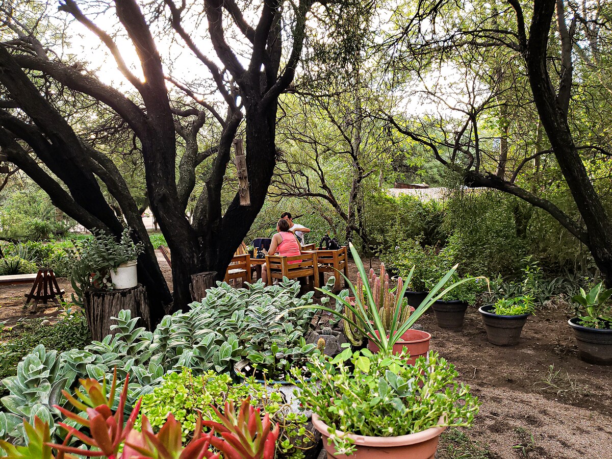 A serene outdoor dining area is nestled among lush greenery, with wooden furniture visible in the distance. Various potted plants, including succulents and foliage, create a natural setting. Sunlight filters through the branches of large trees, enhancing the peaceful ambiance.