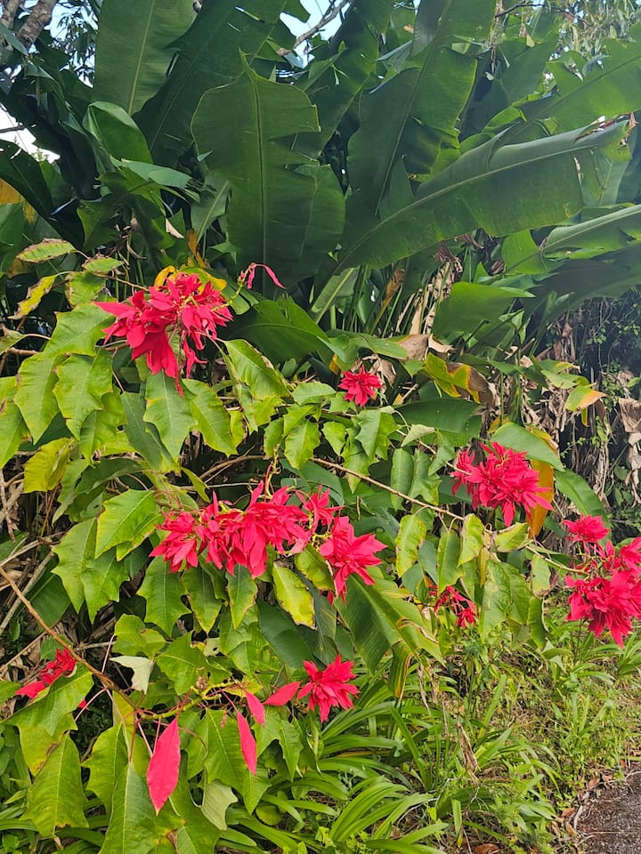 Red poinsettia in the gardens