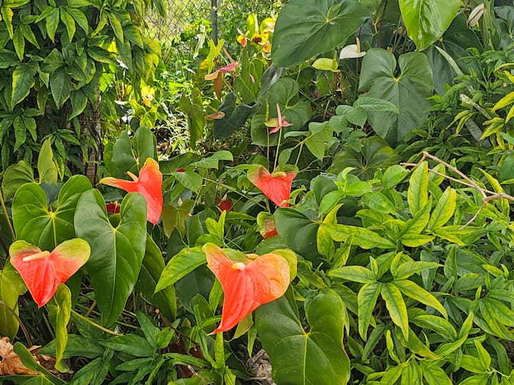 Tropical anthurium foliage