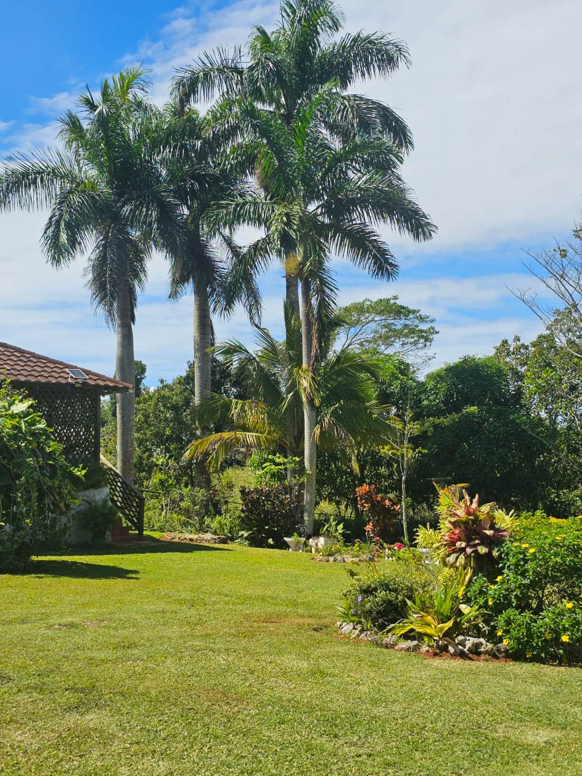 Tall palms against a blue Jamaican sky