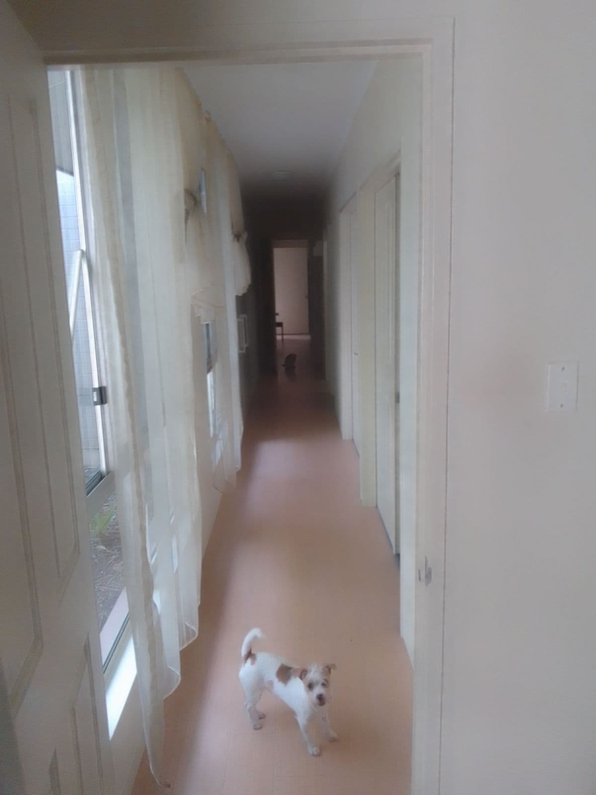 A long hallway is featured, framed by softly draping sheer curtains on one side. Light wood flooring extends down the corridor, leading to several closed doors. A small dog stands at the forefront, looking towards the viewer, while a shadowy figure of another animal is visible at the far end.