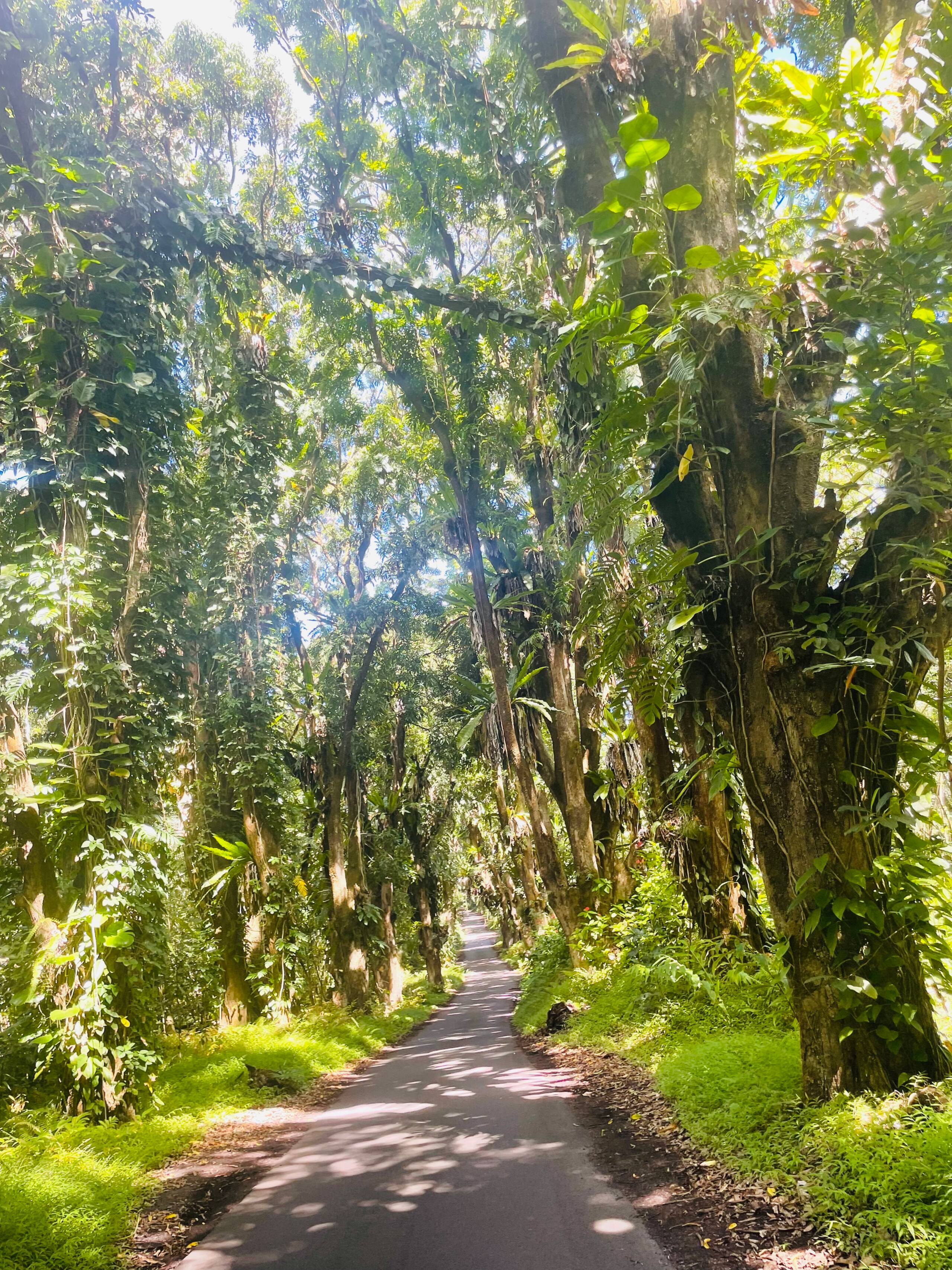 Home in Pahoa · ★4.95 · 1 bedroom · 2 beds · 1 private bath - Image 66