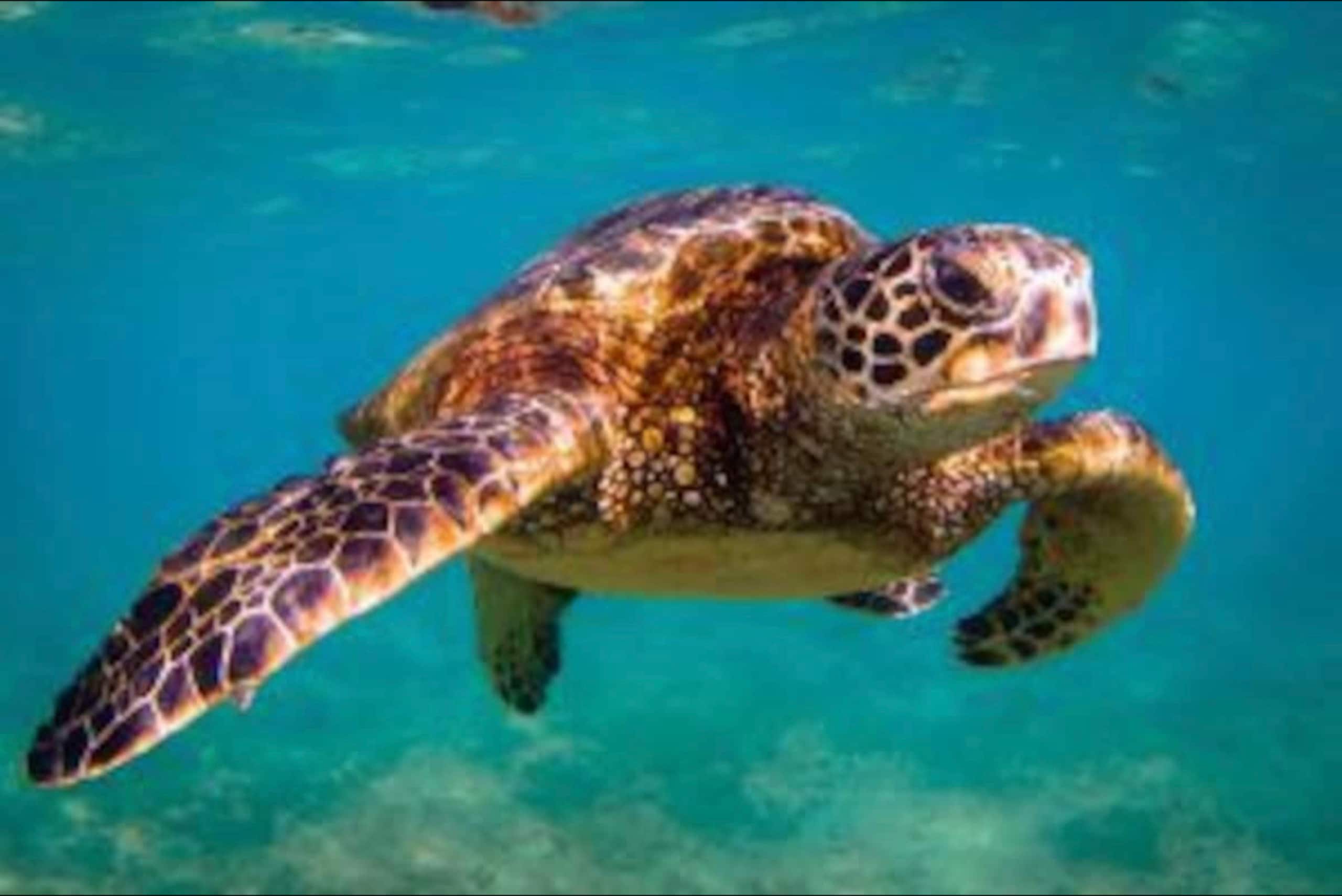 Hale Honu - Image 17
