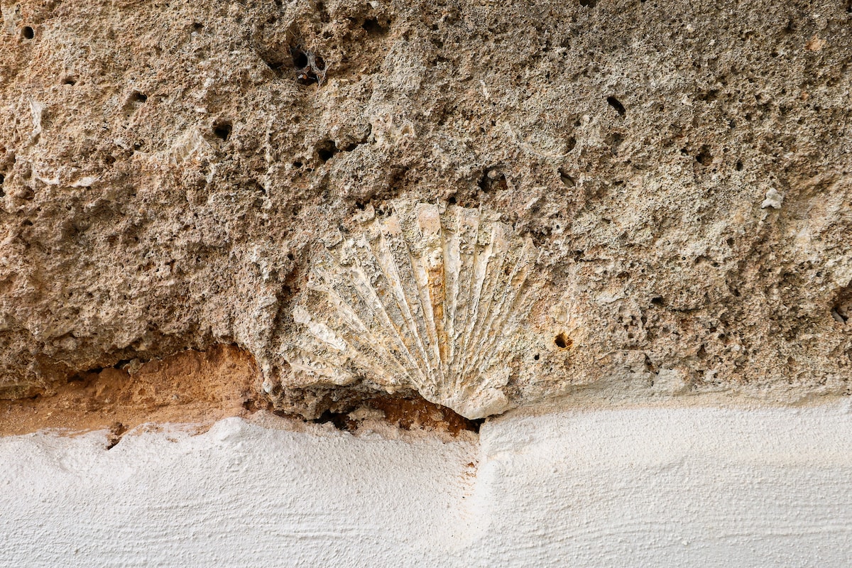 An ancient shell fossil is embedded in the textured stone wall, surrounded by natural imperfections. The upper section shows subtle variations in color, transitioning from earth tones to a lighter white, enhancing the historical character of the space.