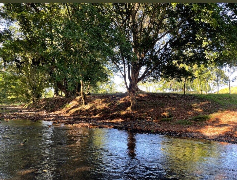 A peaceful riverside scene is depicted with a gently flowing stream reflecting the sunlight. Large trees create shaded spots along the bank, surrounded by lush greenery and scattered fallen leaves, offering a serene natural environment.