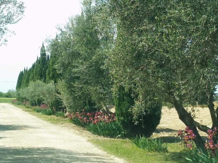 Gîte Les Néfliers (Maillane) - Saint-Rémy-de-Provence