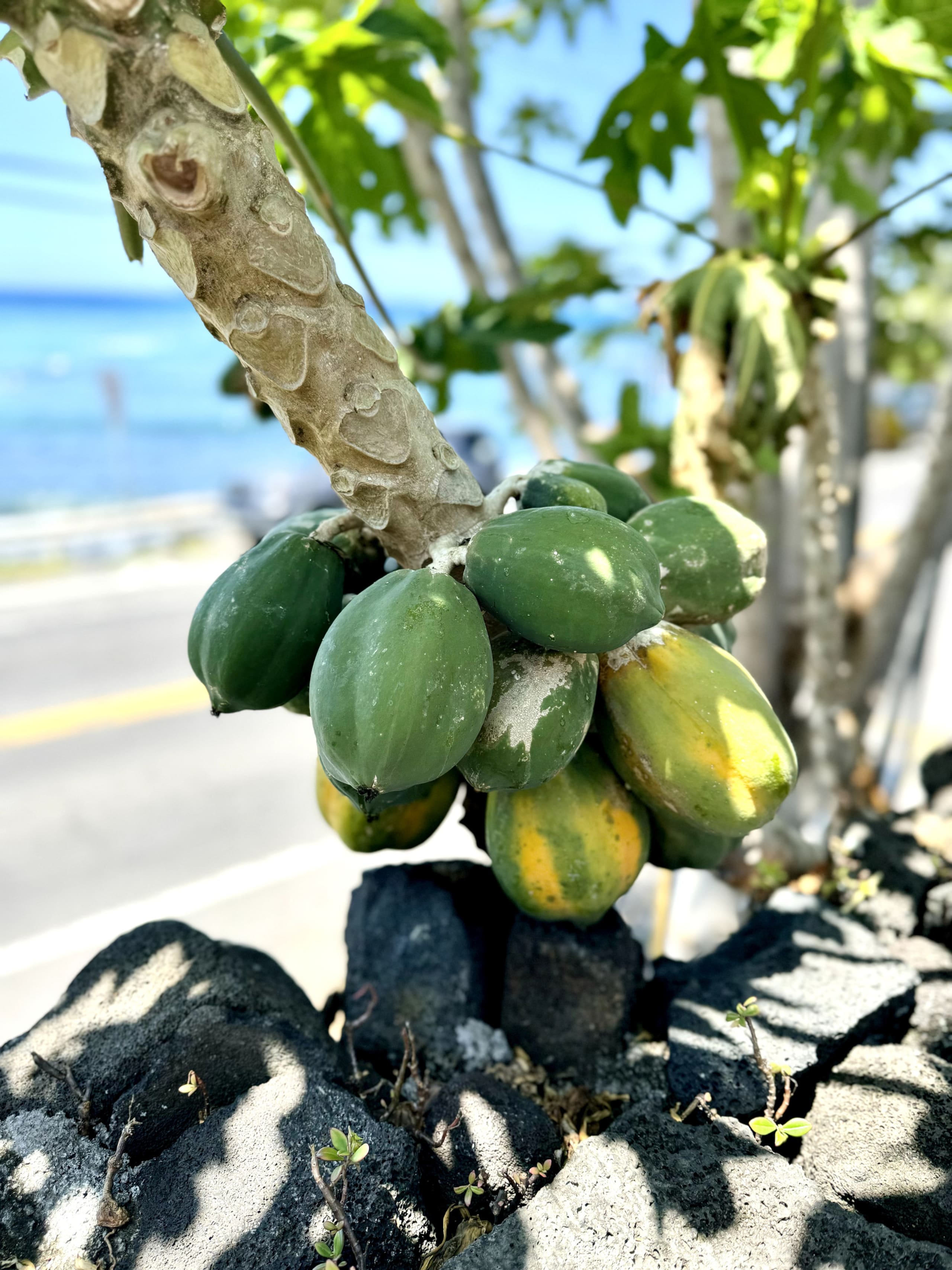 Home in Kailua-Kona · ★4.97 · 1 bedroom · 2 beds · 1 bath - Image 48