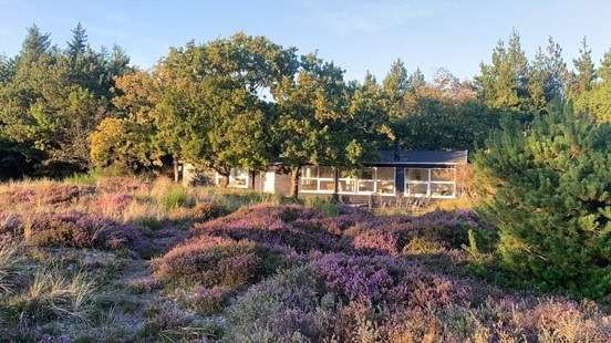 A rustic summer house is surrounded by lush nature, featuring large windows that provide a view of the nearby heather. The area is dotted with shrubs and trees, creating a tranquil and secluded setting amidst vibrant purple flora.