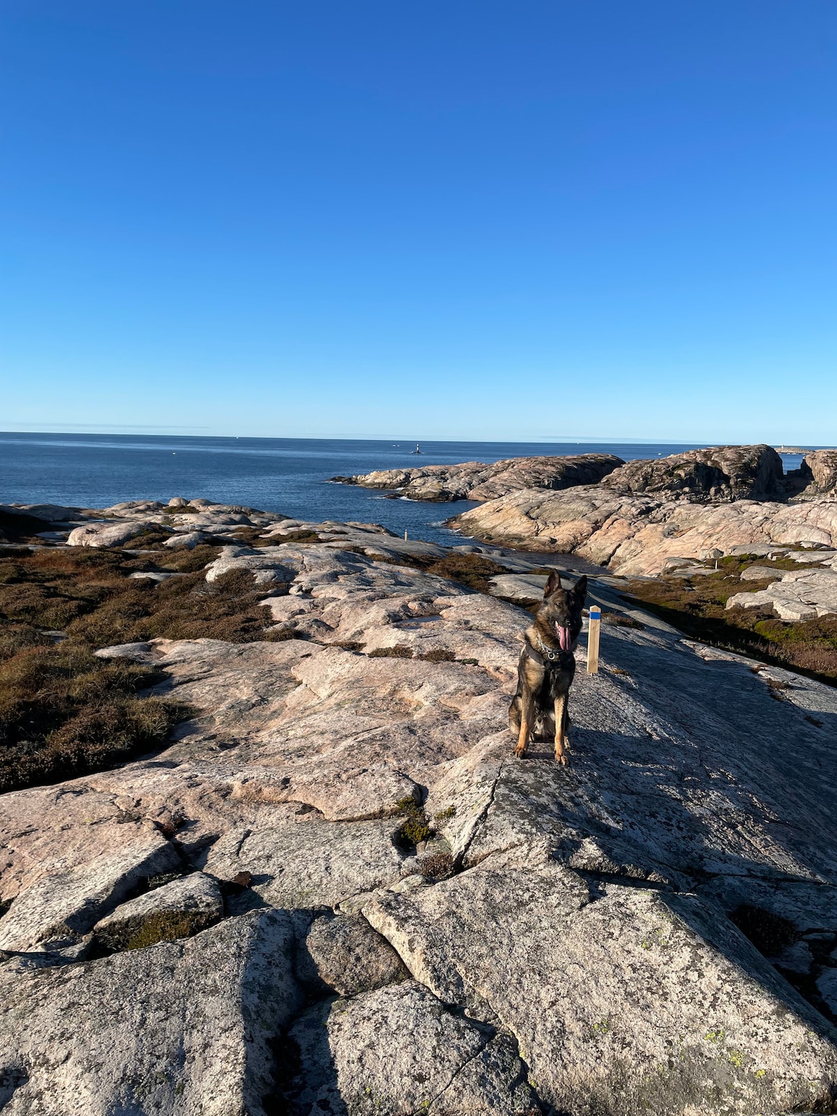 A rocky coastline extends into the calm sea under a clear blue sky. A dog stands on the rocks, gazing toward the water, while distant land formations are visible in the background. The scene captures a serene outdoor environment with natural textures and a tranquil atmosphere.