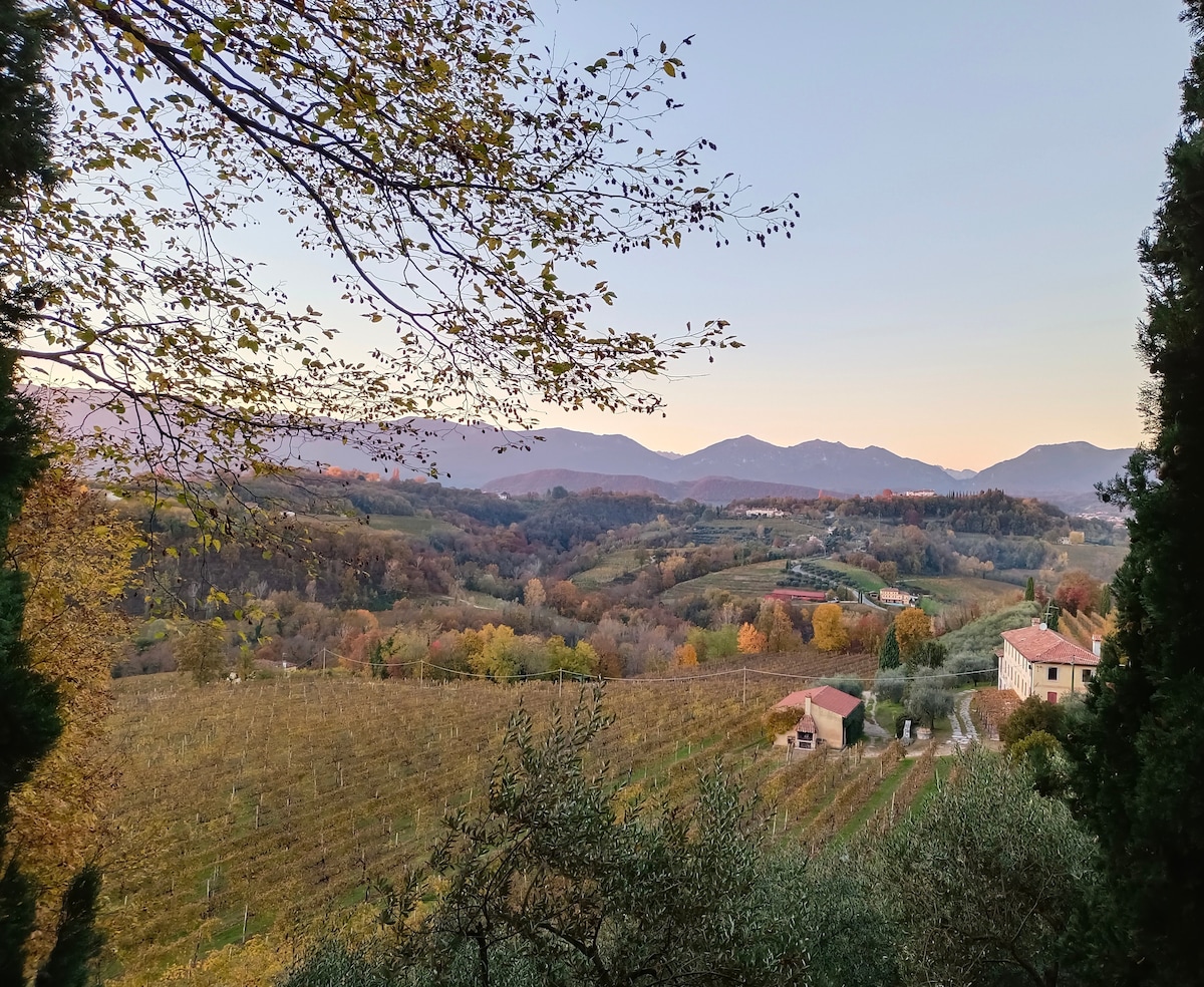 A serene landscape is captured, showcasing rolling hills covered in vineyards, with the colors of autumn visible. The scene is framed by trees, highlighting the distant mountains that create a beautiful backdrop against the soft evening light.