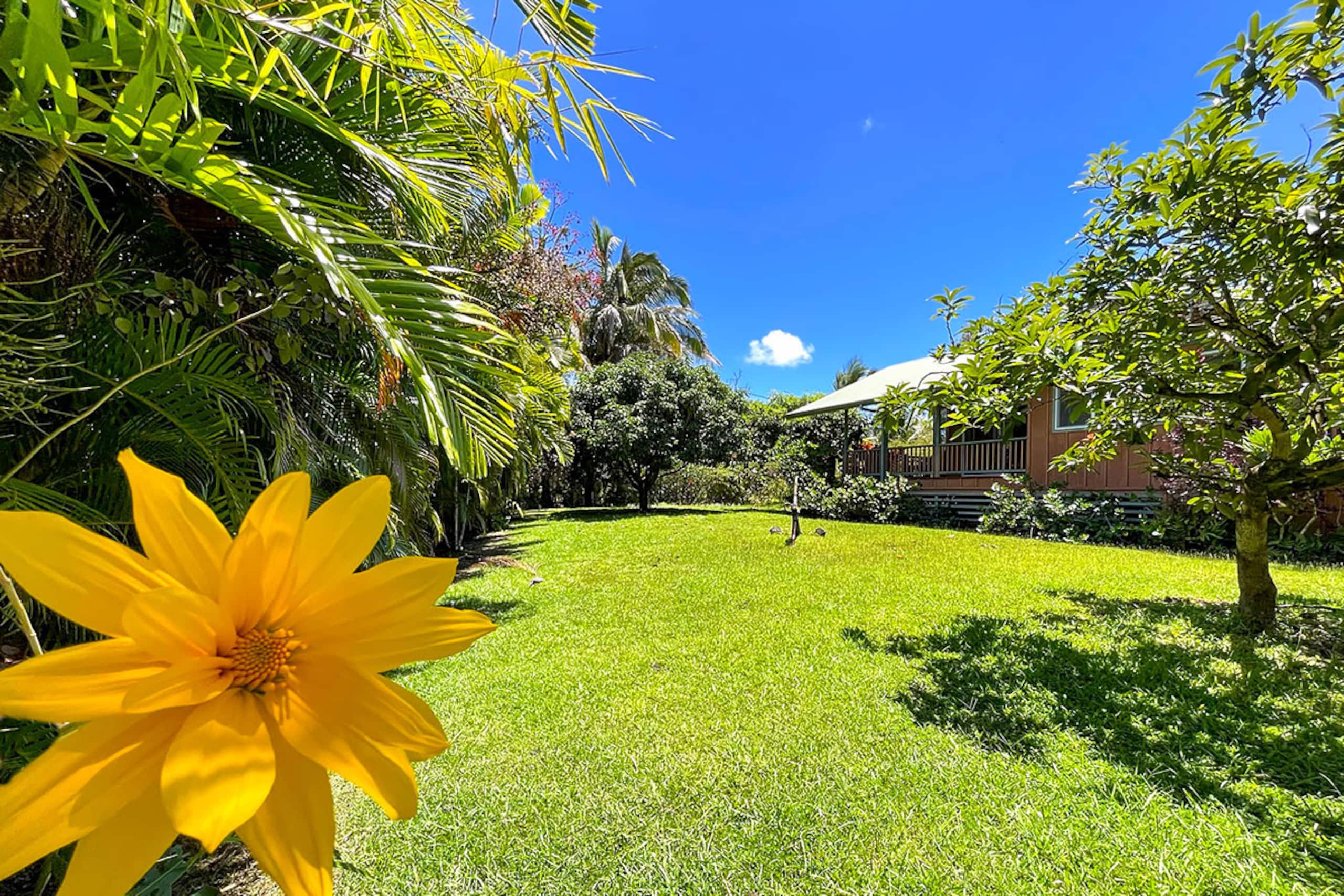 Home in Pahoa · ★4.86 · 1 bedroom · 1 bed · 1 bath - Image 35