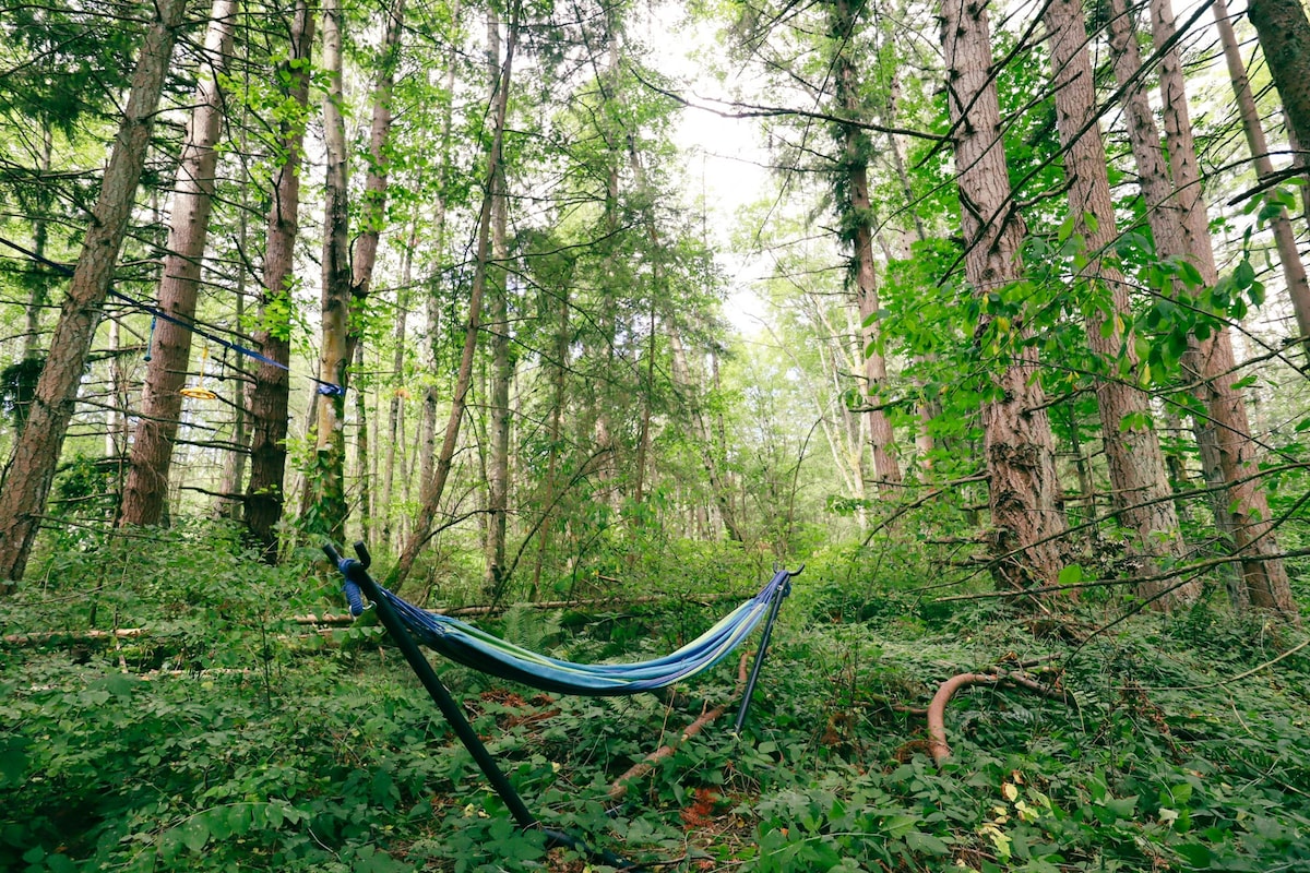 A hammock is gently suspended between trees in a wooded area, surrounded by lush green foliage and undergrowth. Tall trees rise in the background, creating a serene and calming environment, inviting relaxation amidst nature.