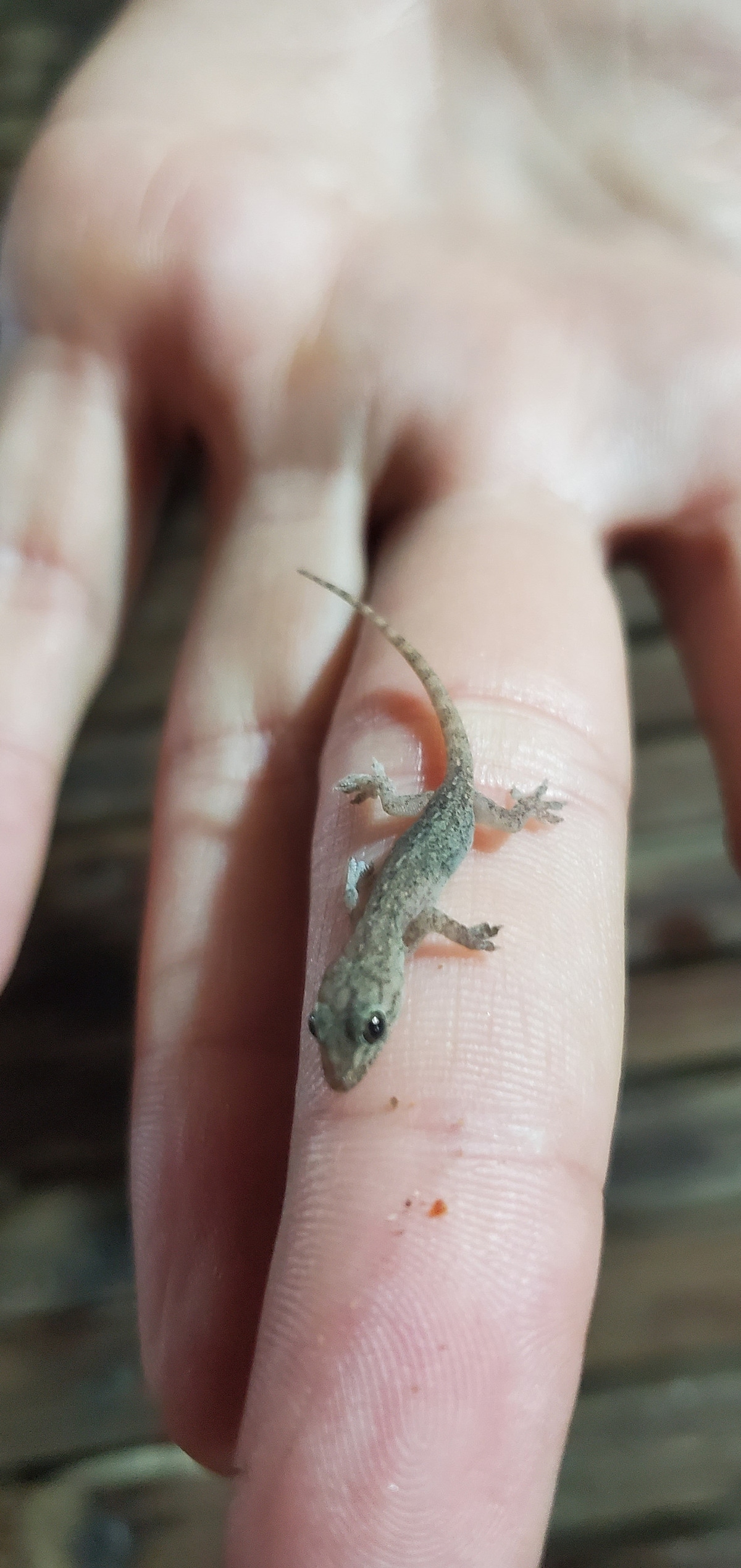A small gecko is perched on a person's finger, showcasing its textured skin and slender body. The background features a blurred wooden surface, contributing to the natural and tranquil feel of the image.