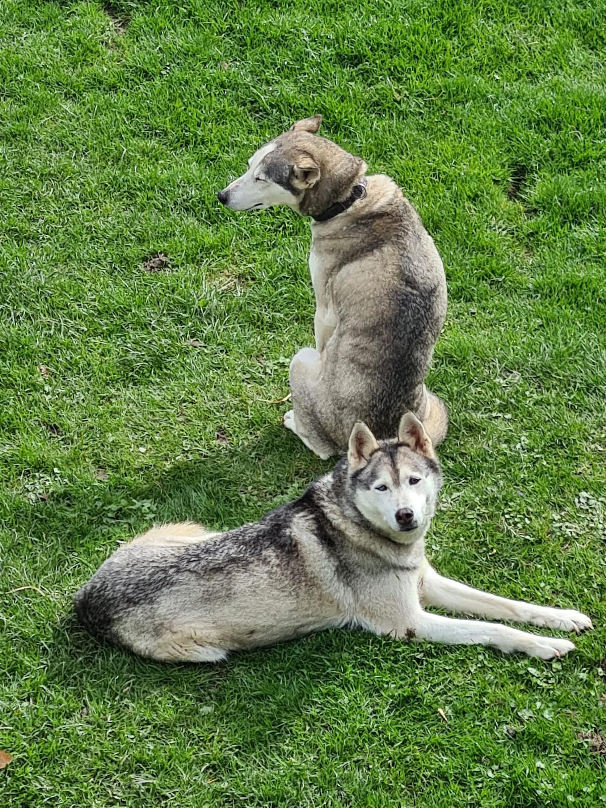Two dogs are positioned on a grassy area. One dog sits upright while the other lies down. Both have a mix of gray and white fur, showcasing their striking features against the green backdrop.
