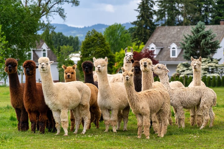 Oakwood Gardens Studio • Alpacas • Wine Country