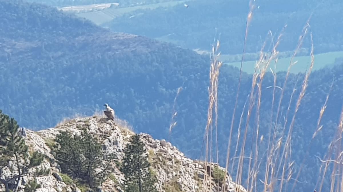 A solitary bird perches on a rocky outcrop, overlooking vast green valleys and distant hills. Tall, golden grasses sway gently in the foreground, complementing the serene natural landscape in the background.