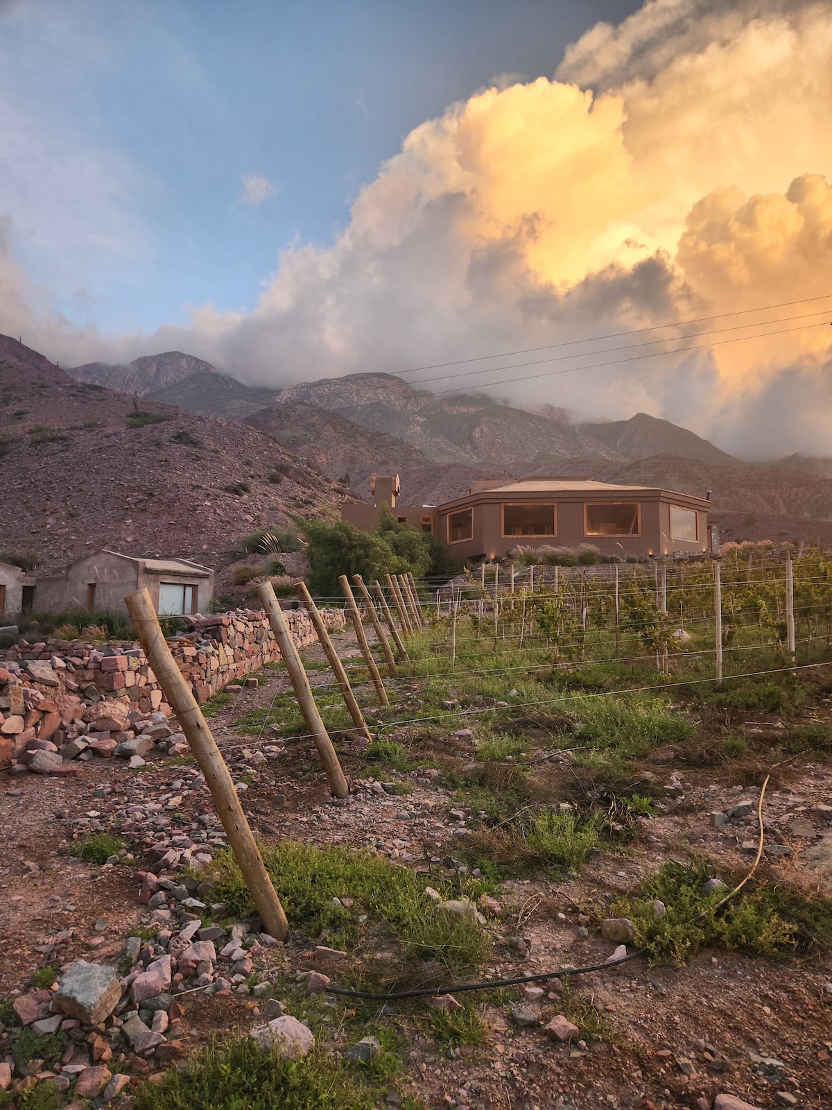 A hillside vineyard is depicted with rows of wooden posts supporting grapevines, set against a backdrop of rugged mountains. A modern structure is visible, featuring large windows that reflect the soft light from the sunset, while clouds gather overhead.