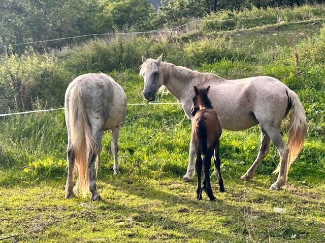 Mas Fogonella gallery image 4