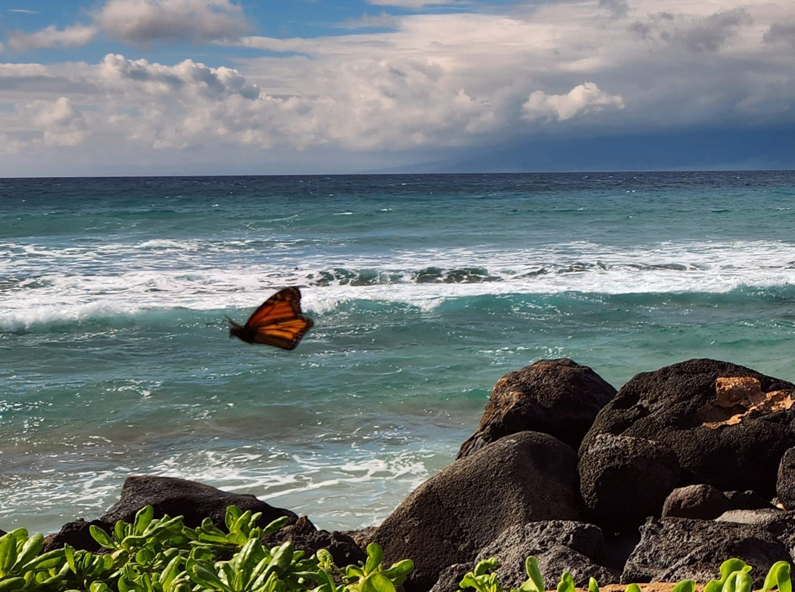 Condo in Lahaina · ★4.8 · 1 bedroom · 1 bed · 1 private bath - Image 15